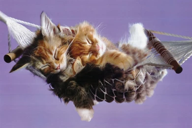 Funny Kittens Wallpapers