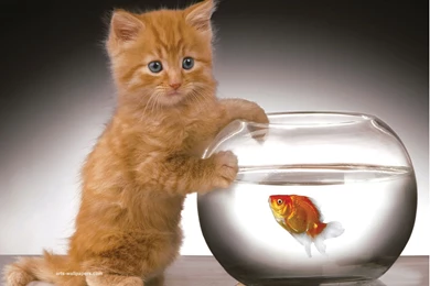 Funny Kitten Wallpapers