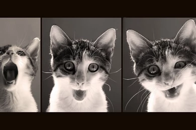 Funny Kitten Wallpapers   Animal Wallpapers