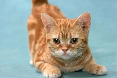 Funny Kitten Wallpapers