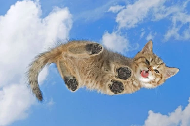 Funny Cute Kitten Widescreen Wallpapers