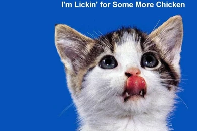 Pets Wallpapers, Cats Backgrounds, Dogs Desktops