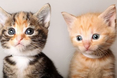 Funny Kitten Wallpapers   Wallpapers