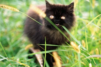 Funny Kitten Eating Grass HD Desktop Wallpapers : High Definition ...