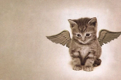 Cats: Cat Wings Nice Funny Kitten Cute Cats Free Download ...
