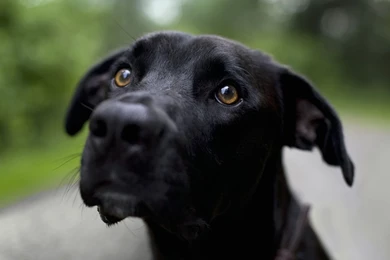 50 Free HD Dog Wallpapers