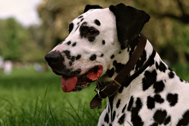 Dalmatian Dog HD Wallpapers