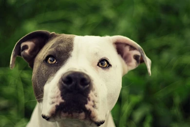 HD Dog Wallpapers Dog Pictures   HD Animal Wallpapers