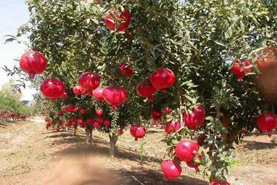 Pomegranate Trees   (