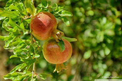 Kurdistan Nature Pomegranate HD Desktop Wallpapers : Widescreen