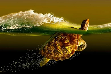 Turtle Wallpapers