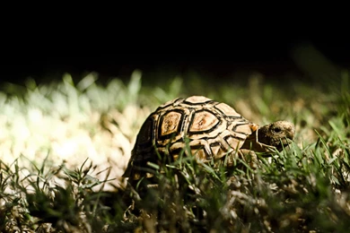 Turtle Desktop Wallpaper, Turtle Images Free