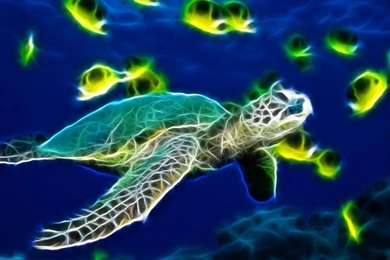 Gallery For   Free Sea Turtle Wallpapers For Desktop
