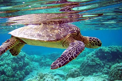 Full HD 1080p Turtle Wallpapers HD, Desktop Backgrounds 1920x1080 ...