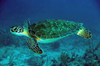Turtle Swimming Wallpapers Photos Gallery