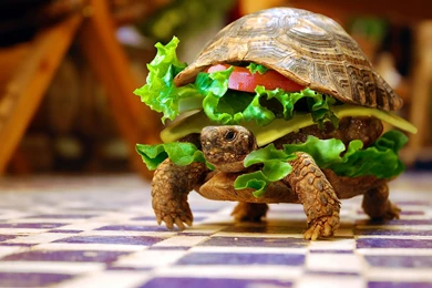 Download Animals Turtle Burger Funny Images Wallpapers HD Desktop ...