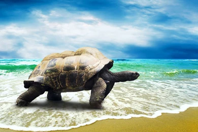 Hawaii Sea Turtle Desktop Backgrounds HD 2560x1600