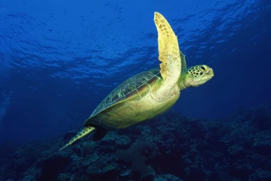 1280x1024 Sea Turtle Desktop PC And Mac Wallpapers