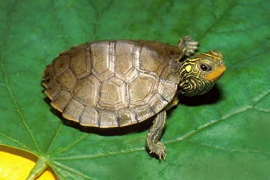 Free Wallpapers Common Map Turtle On Green Leaf