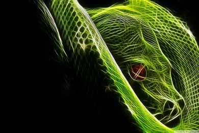 Colorfull Animal Cool Wallpapers 3d