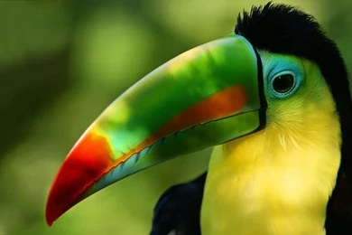 1280x800 Toucan Hd Wallpapers