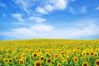 Sunflowers Landscape HD 1280x800 Wallpapers, 1280x800 Wallpapers ...
