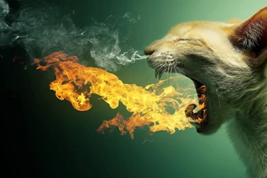 1920x1080 Cat Flame Wallpapers