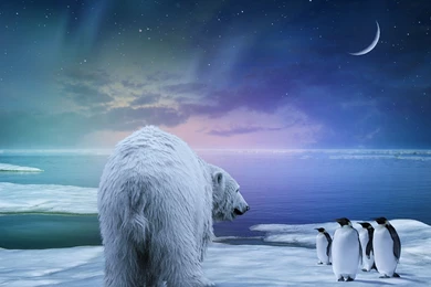 Ultra HD 4K Northern Lights Wallpapers HD, Desktop Backgrounds ...