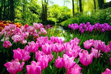 Spring Garden Desktop Wallpapers   HD Wallpaper Backgrounds Of ...