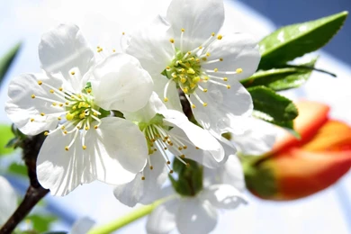 Spring Backgrounds On Desktop Photo. Image № 24050