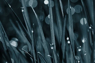 Grass Abstract iPhone 6 Wallpapers HD And 1080P 6 Plus Wallpapers