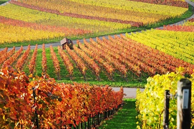 Wallpapers Desktop Nature Autumn   Wallpapers