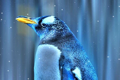 Birds Penguin In Snow Fall Hd Wallpapers