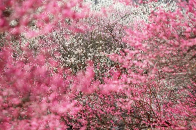 Flower Fall HD Wallpapers Free HD Wallpapers   Download Flower Fall ...