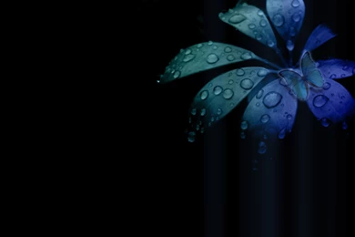 Gallery For   Floral Wallpapers With Black Backgrounds