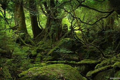 Hd_Desktop_Backgrounds_1680X1050 1.jpg