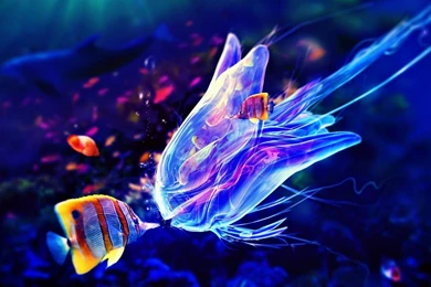 Jellyfish Desktop Wallpaper, Jellyfish Photos, New Wallpapers