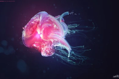 Jellyfish Wallpapers