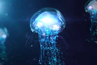 Jellyfish   Wallpaper.