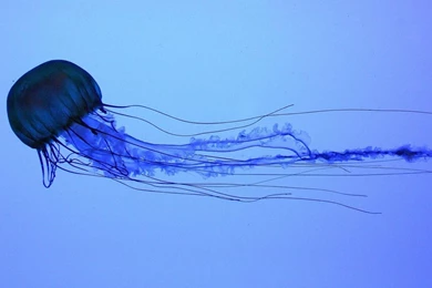 Gallery For   Box Jellyfish Wallpapers