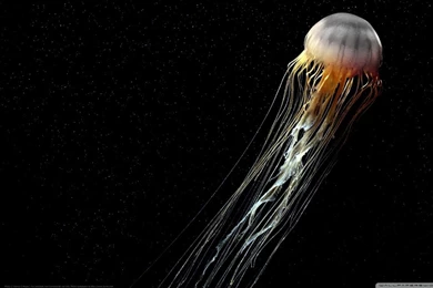 Beautiful Jellyfish HD Desktop Wallpapers : High Definition ...