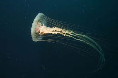 Cool Jellyfish   Wallpaper.