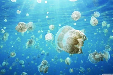 Jellyfish Invasion HD Desktop Wallpapers : Widescreen : Fullscreen ...