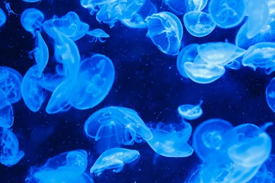 Jellyfish Wallpapers High Resolution For Iphone 42459 Full HD ...