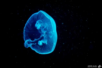 The Blue Jellyfish Wallpapers :: HD Wallpapers