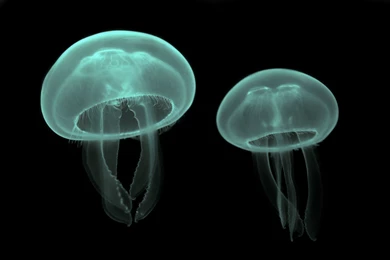 Jellyfish Wallpapers Hd Wallpapers