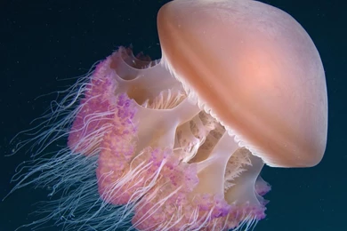 Indonesia Jellyfish Wallpapers