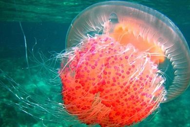 Jellyfish (id: 28814) – BUZZERG