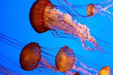 Jellyfish (id: 47119) – BUZZERG