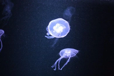 Jellyfish_fullhd_by_neo1984com d3hewv5.jpg